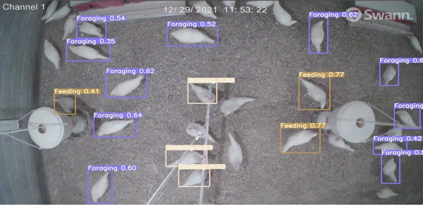 Feeding and Foraging behaviors were detected